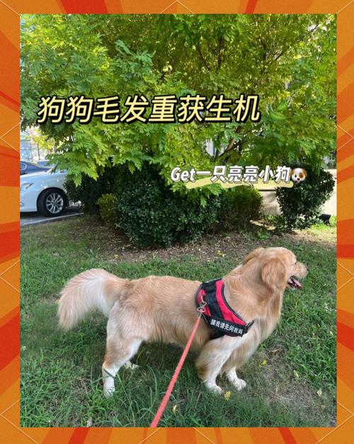 色狗在线:科学训练技巧+毛发护理秘籍,轻松解决养狗难题 色狗在线:科学训练技巧+毛发护理秘籍,轻松解决养狗难题