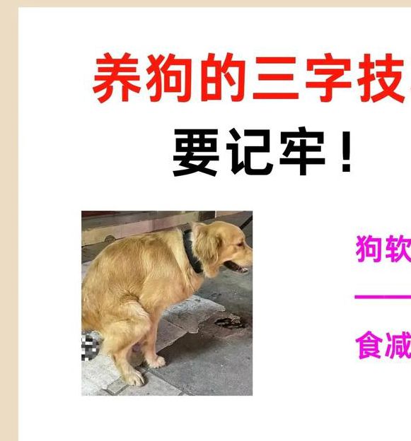 色狗在线:科学训练技巧+毛发护理秘籍,轻松解决养狗难题 色狗在线:科学训练技巧+毛发护理秘籍,轻松解决养狗难题