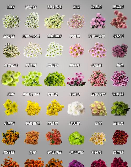 小菊花在线视频播放高清资源获取技巧,免费观看指南大揭秘 小菊花在线视频播放高清资源获取技巧,免费观看指南大揭秘