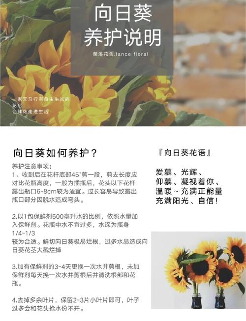 向日葵推广下载高效指南:3大长尾策略助力精准获客与用户增长 向日葵推广下载高效指南:3大长尾策略助力精准获客与用户增长
