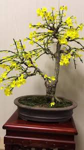 玩迎春花赠杨郎中