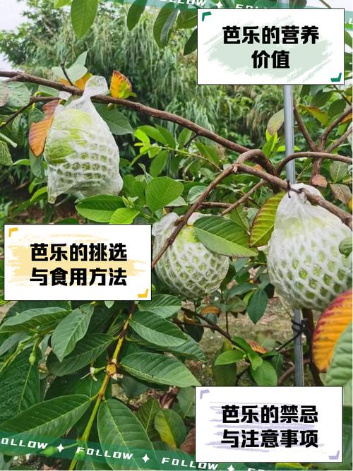 芭乐iOS手机版免费安装教程:资源获取+功能实测+常见问题解析 芭乐iOS手机版免费安装教程:资源获取+功能实测+常见问题解析